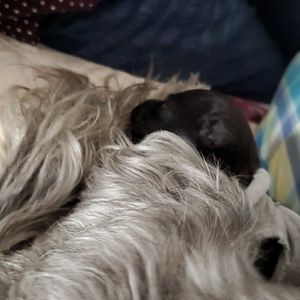 Meet your Posher, Mia